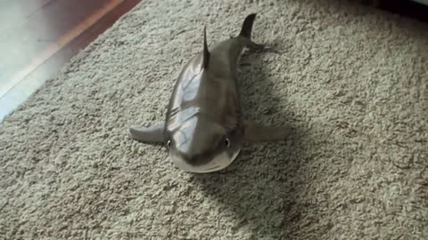 2021 cute baby shark happy funny shark shark pretty baby reaction