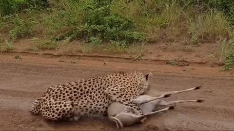 leopard surefire attack