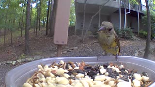 Cute summer tanager