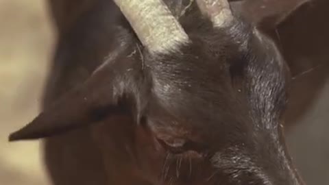 8.Close Up Video of Goat Eating Grass