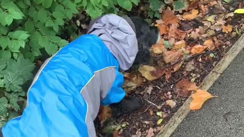 Just a Cocker Spaniel in his raincoat