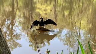 Magnolia Plantation -- bird sunning itself