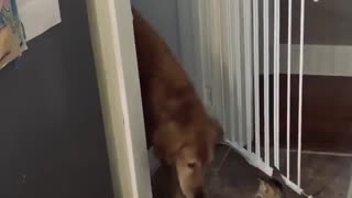 Cat Politely Opens Gate for Golden Retriever