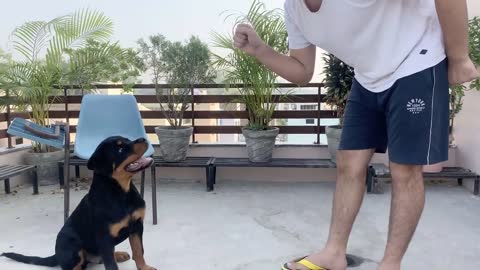 speech leadership training | How to train your dog to speak (bark) command | Rottweiler dog training