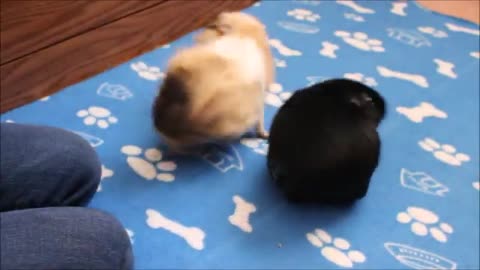 amazing guinea pig tricks performed by 3 talented piggies