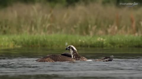 An osprey fishing in spectacular Super slow motion