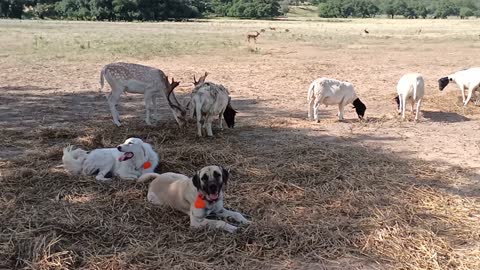 Dogs guard Deer and sheep