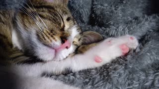 Kitten Rudolph Sleeps with His Paw under the Head