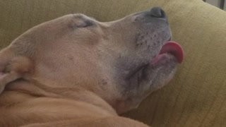 Dog sticking out tongue while sleeping