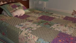 Bunny playing on bed