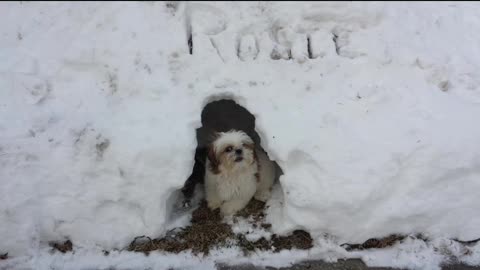 Rosie's Snow Day (Featuring Rosie The Shihtzu)