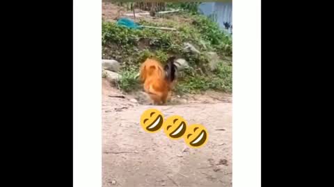 Smart & Adorable CUTE 🤣 Funny 🐶 Dogs and 😻Cats Videos
