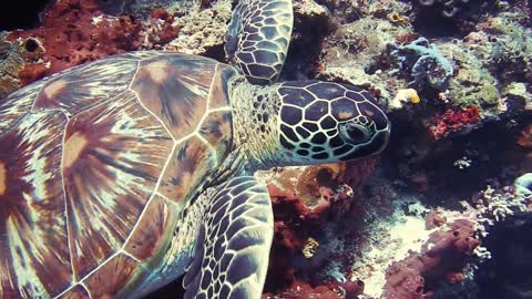 turtle underwater beautiful