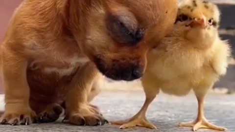 CUTIES #pets #animals #dog #cute #video #viral #trending #subscribe #short #shorts