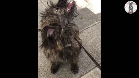 Rescue sick puppy starving on the street & amazing transformation