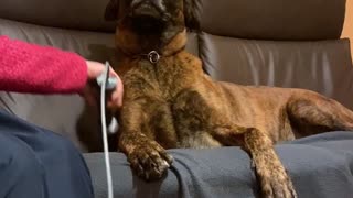 Dog enjoying matrix rhythm therapy