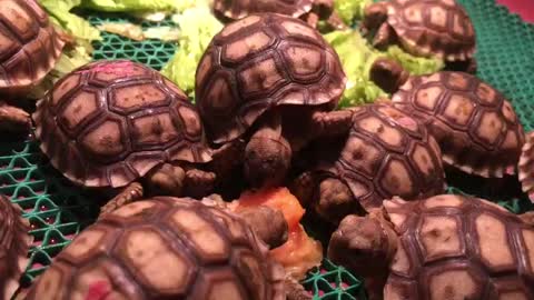 Cute and adorable sulcata turtle eating vegetables at night