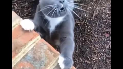 funny cats let's laugh: