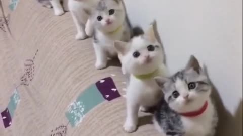 dancing kittenss