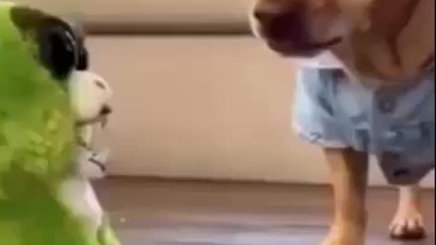 Cute Cat & Cute Dog Funny Video