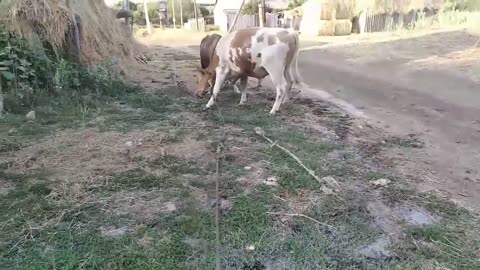 Big cows play and butt - very interesting