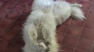Samoyed playing with his toy Stormtrooper