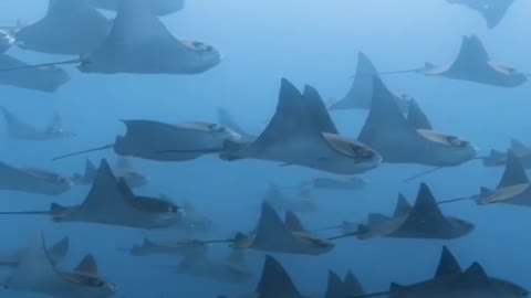 A fever of rays roaming the ocean !