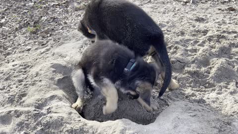 Innocent, adorably cute, 9 week old German Shepherd Sisters Play in the sand