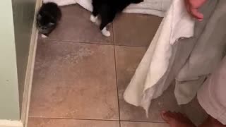 Cat Earns its Keep