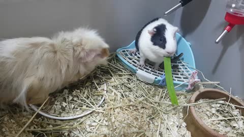 Cute guinea pig fighting for food