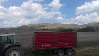 Harvesting Wheat