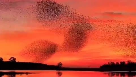 As They Fly The Starlings In A Murmuration Seem To Be Connected Together~ They Twist And Turn At A Moment’s Notice