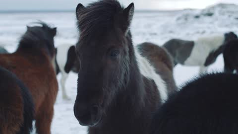 Beautiful fluffy icelandic horses