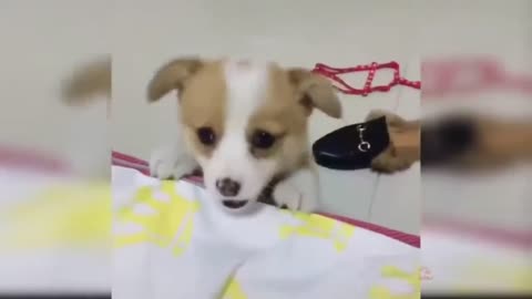 Cute dogs funny moments awesome