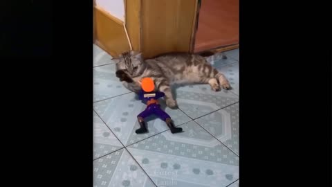 Cat's best funny videos ever