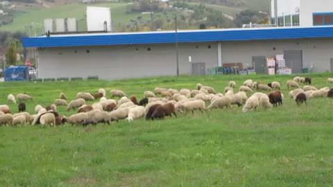 sheeps elevation