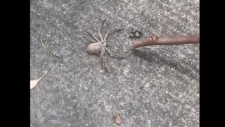 Women Pull Over Car due to Large Spider