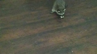 Raccoon cuteness overload!