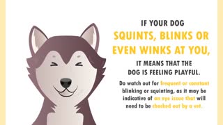 How to understand your dog better