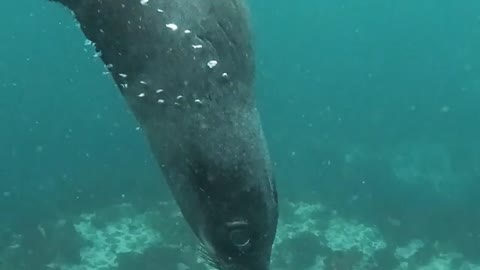 Underwater Sea Lion Swimming