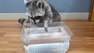 Raccoon fishes almond snacks out of tub of water