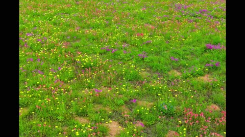 Texas Wildflowers - a drone POV