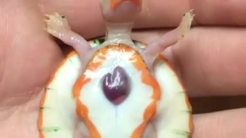 The tortoise with the heart out of the body