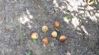 Dog trying to grab apple and falls