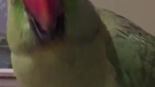 Angry Indian Ringneck 🦜