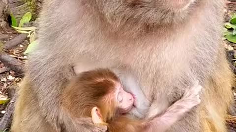 cute baby monkey pet FUNNY