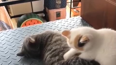 cute cat lovey video