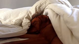Dog Is Sleeping Like A Baby, But When The Alarm Goes Off? I Can’t Stop Laughing!