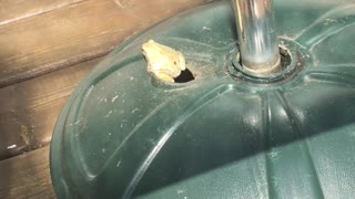 Tree Frog Blocks Friend Climbing out of Umbrella Stand