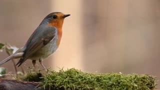 Amazing and sweet bird